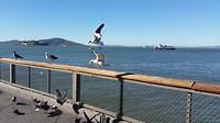 Meeuwen en Alcatraz: San Fran in een notendop