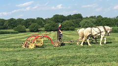 Amish meisje aan het werk op het veld