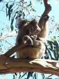 wilde koala
