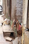 1000049167