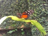 IMAG0651