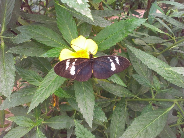 IMAG0654