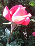 IMAG0730