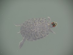 Roodwangschildpad