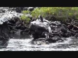 Pinguins