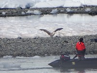 Giant Petrel