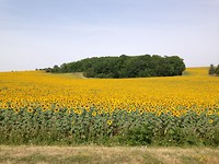 IMG_2661