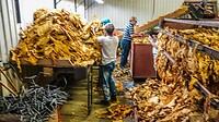 21 09 2024 werkers op tabaksfarm