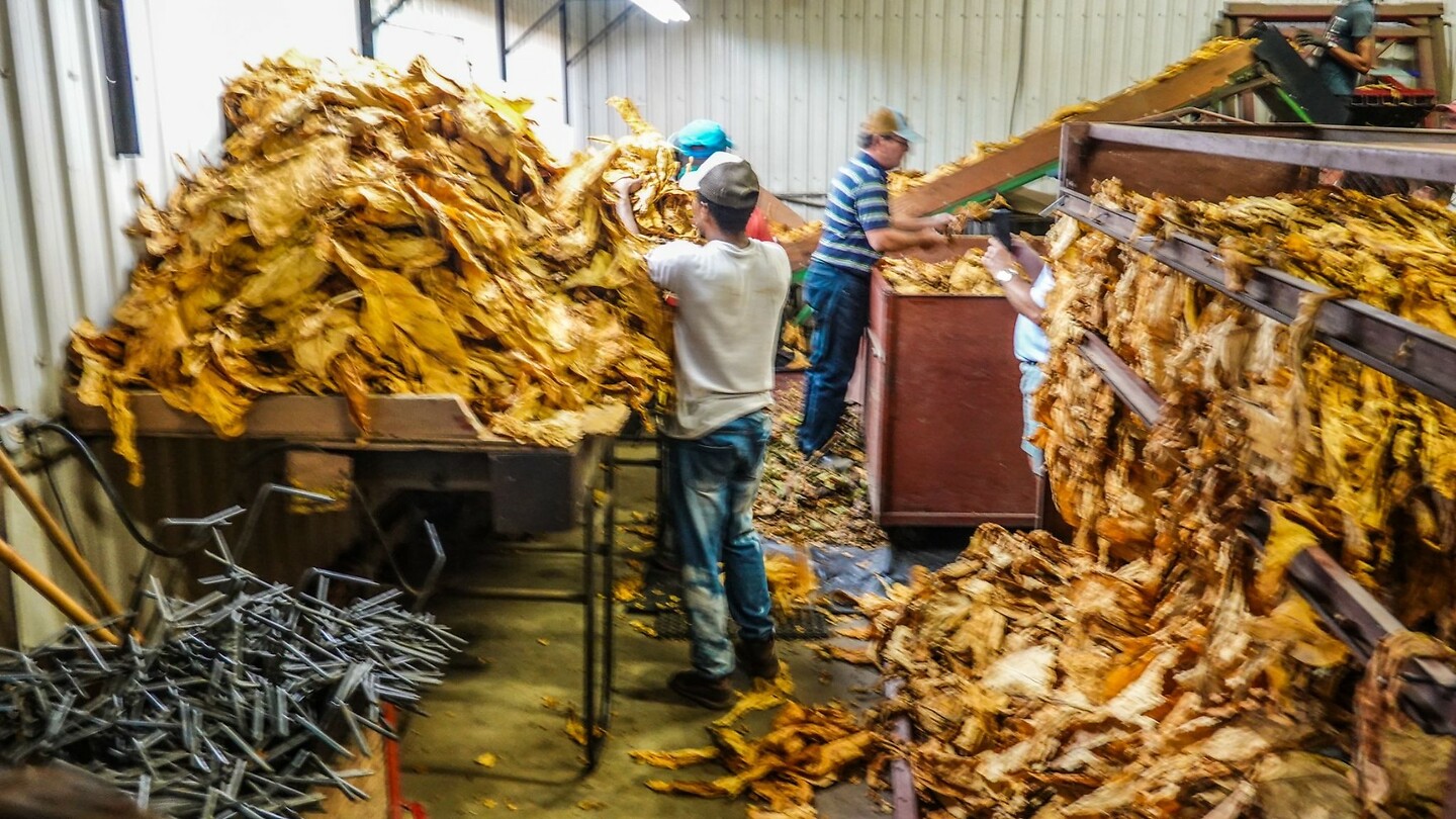 21 09 2024 werkers op tabaksfarm