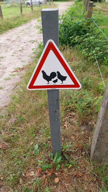 04 zuidlaren rolde 3 overstekend wild
