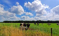 07 Sleen Coevorden 4 landschap