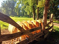 12 Holten Laren 4 kalfjes aan de trog E