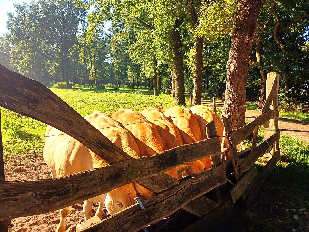 12 Holten Laren 4 kalfjes aan de trog E