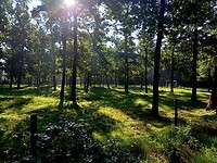12 Holten Laren 3 boszicht