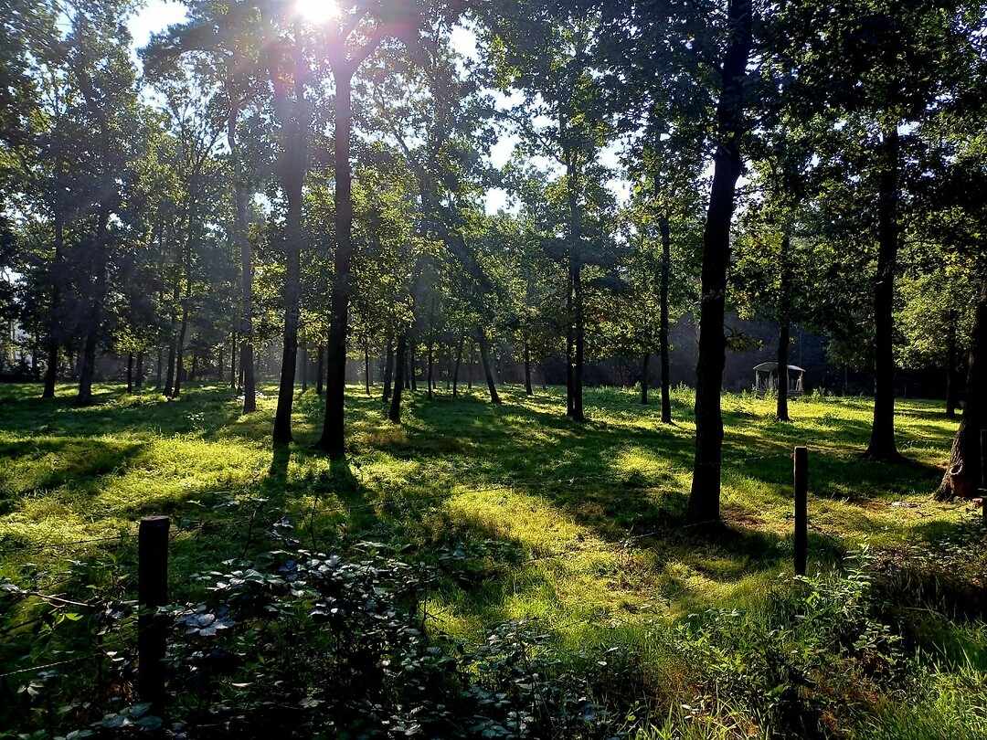 12 Holten Laren 3 boszicht