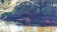 16 Zeddam Millingen 1 koeien in water