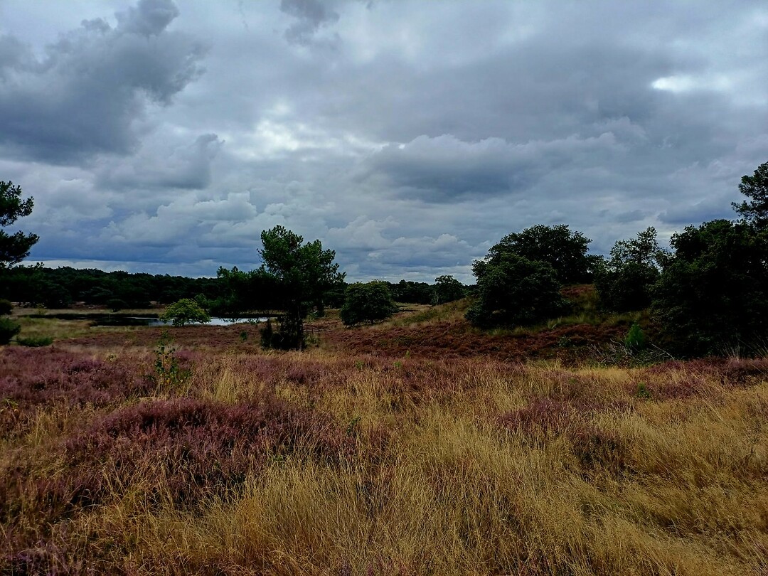 19 Gennep Vierlingsbeek 2 heide en ven