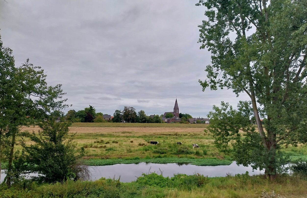 19 Gennep Vierlingsbeek 1 landschap met koeien