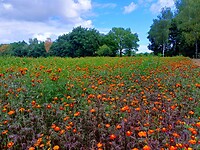 20 Vierlingsbeek Swolgen 4 veld afrikaantjes