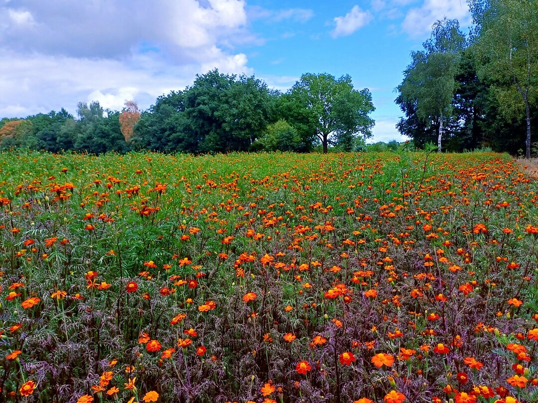 20 Vierlingsbeek Swolgen 4 veld afrikaantjes