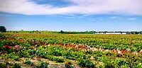 22 Venlo Swalmen 1 bloemenkwekerij