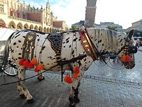 dalmatiers trekken de koets