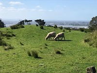 IMG_4119