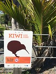 Kiwi gebied