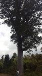 Veul kachelhout aan een stukske