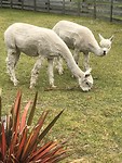 Alpaca, als ik mezelf zo zou scheren......
