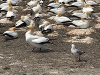 Gannets en meeuw, zoek de verschillen...
