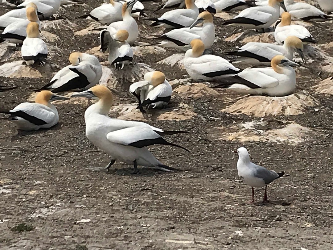 Gannets en meeuw, zoek de verschillen...
