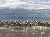 Gannets