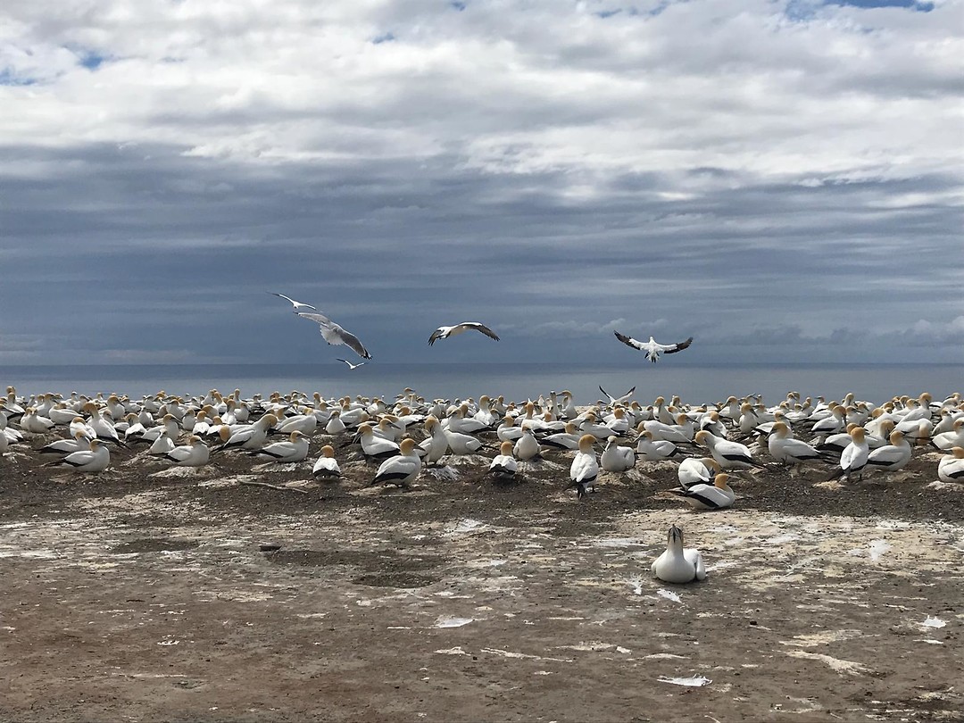 Gannets