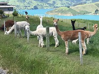 Naar de Alpaca-farm