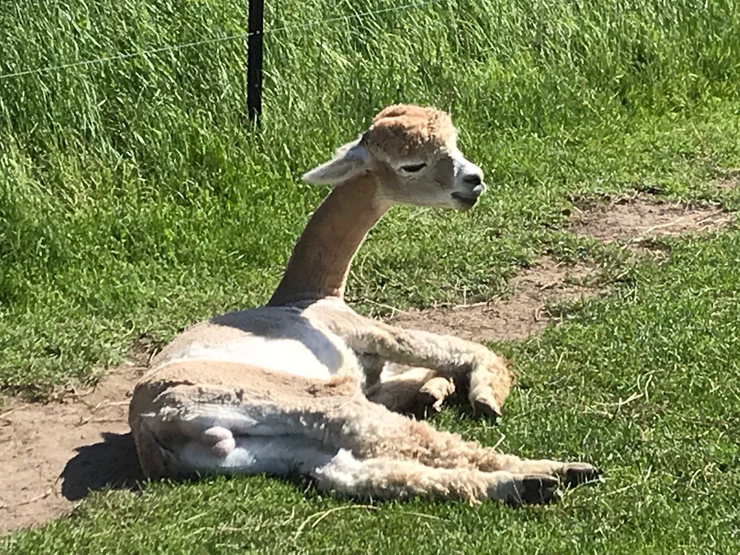 Alpaca in luie bui