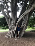 Enorme bomen, park bestond al in 1870