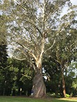 Giga Eucaliptus