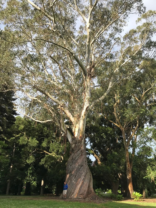 Giga Eucaliptus