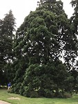 Sequoia