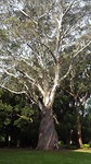 Enorme Eucaliptus