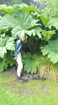 Grote planten in de botanische tuin