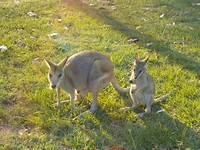 2 kangoeroes, eigenlijk wallabies, Katherine Gorge NP