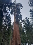 Sequoia