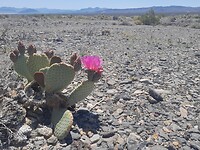 Cactus in bloei