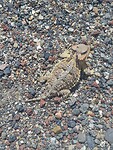 Large short-horned lizard