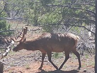 Mule deer
