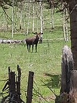 Eland nr twee, best groot dier