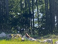 Ook hier leven marmotjes