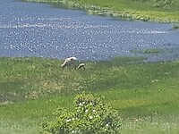 Bighornsheep moeder en kleintje